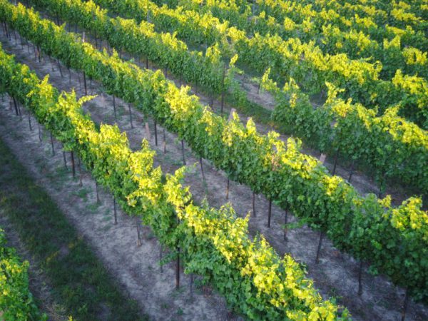 Weinsorten Winzerhof Eminger Obersulz Weinviertel