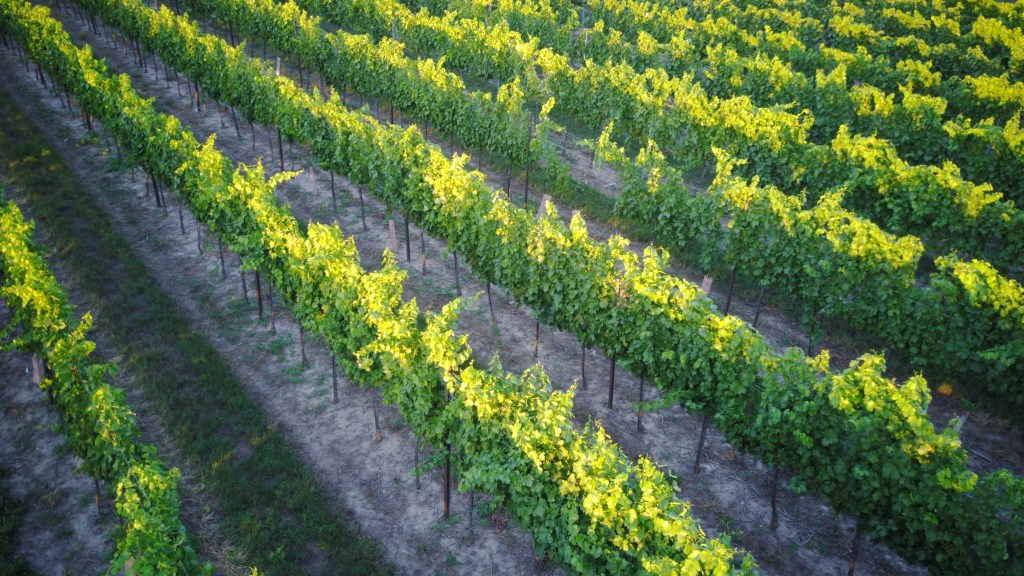 Weinsorten Winzerhof Eminger Obersulz Weinviertel